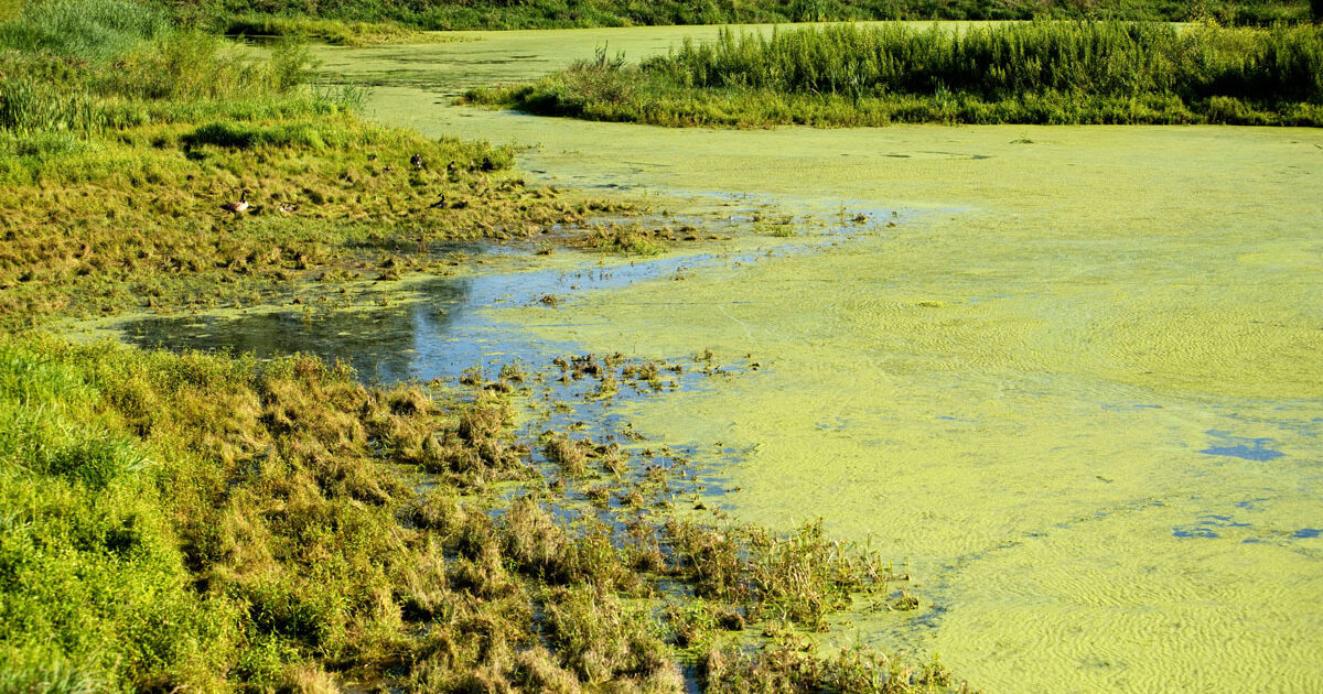 Protecting Water Resources from Algae | Municipal Sewer and Water